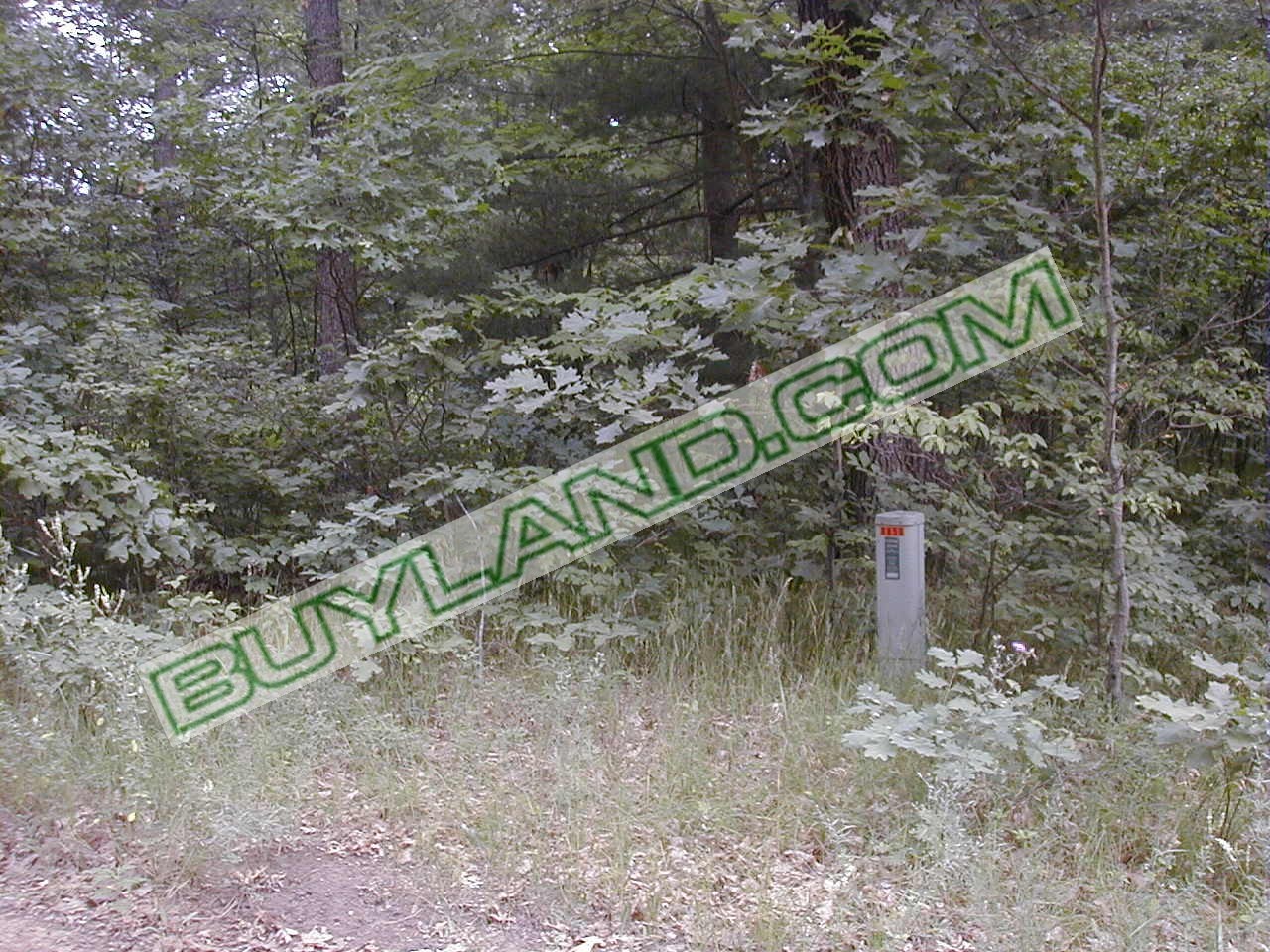 woods 001